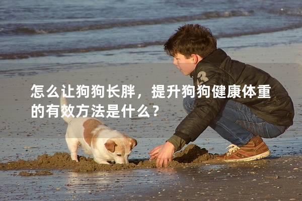 怎么讓狗狗長胖，提升狗狗健康體重的有效方法是什么？