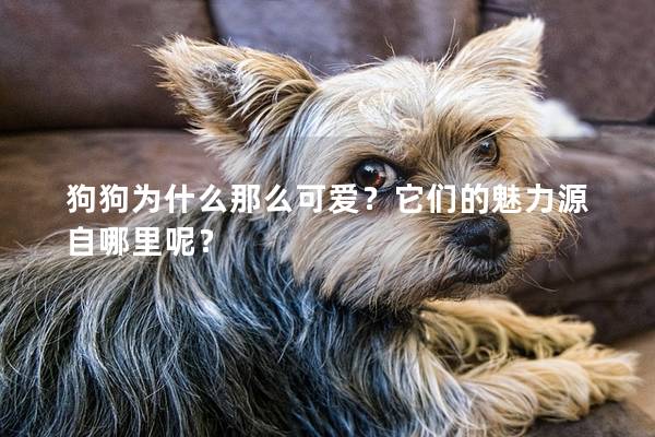 狗狗為什么那么可愛(ài)？它們的魅力源自哪里呢？