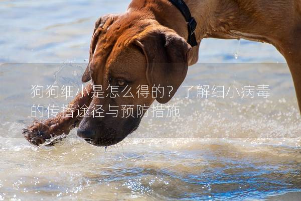 狗狗細小是怎么得的？了解細小病毒的傳播途徑與預防措施