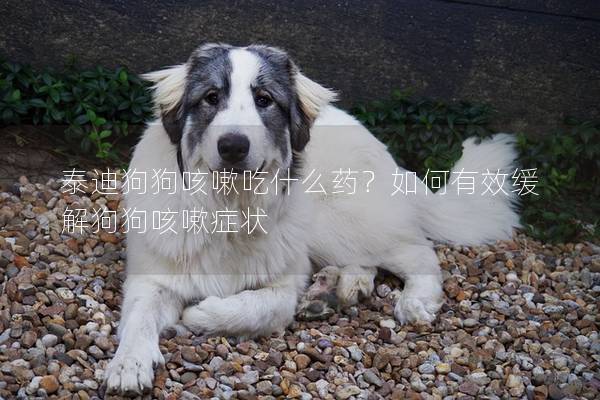 泰迪狗狗咳嗽吃什么藥？如何有效緩解狗狗咳嗽癥狀