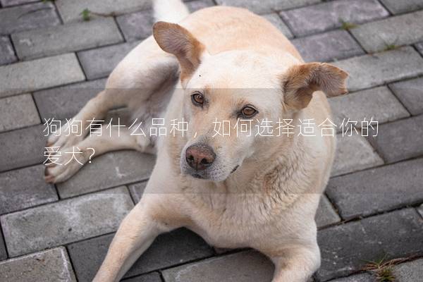 狗狗有什么品種，如何選擇適合你的愛犬？