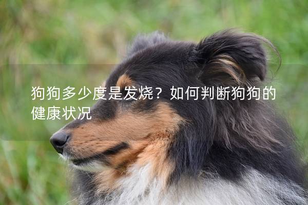 狗狗多少度是發燒？如何判斷狗狗的健康狀況