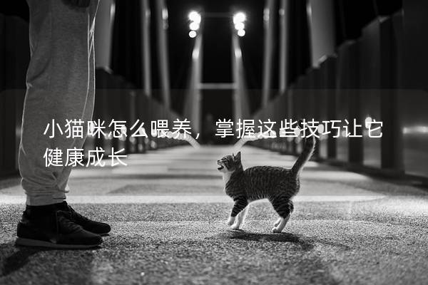 小貓咪怎么喂養(yǎng)，掌握這些技巧讓它健康成長
