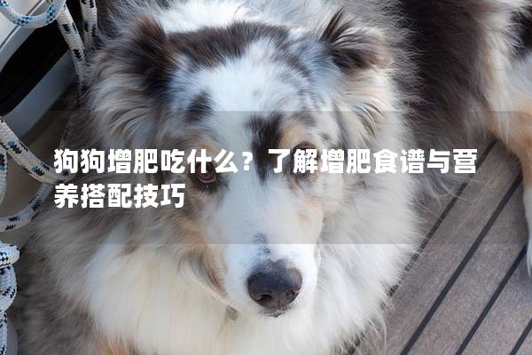 狗狗增肥吃什么？了解增肥食譜與營養搭配技巧