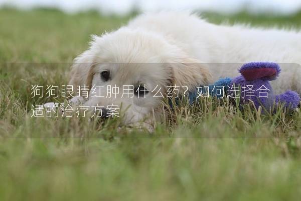 狗狗眼睛紅腫用什么藥？如何選擇合適的治療方案