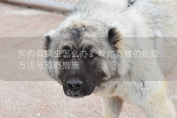 狗狗有螨蟲怎么辦？教你有效的處理方法與預防措施