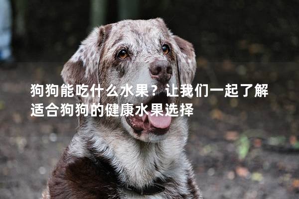 狗狗能吃什么水果？讓我們一起了解適合狗狗的健康水果選擇