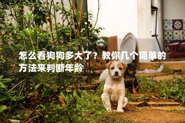 怎么看狗狗多大了？教你幾個簡單的方法來判斷年齡