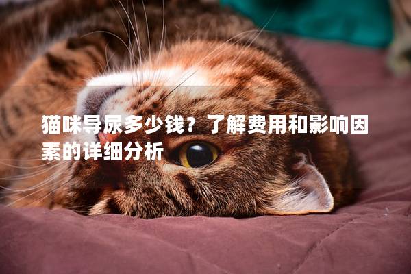 貓咪導尿多少錢？了解費用和影響因素的詳細分析