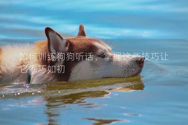 如何訓練狗狗聽話,掌握這些技巧讓它乖巧如初 如何訓練狗狗聽話,掌握這些技巧讓它乖巧如初