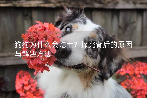 狗狗為什么會吃土？探究背后的原因與解決方法