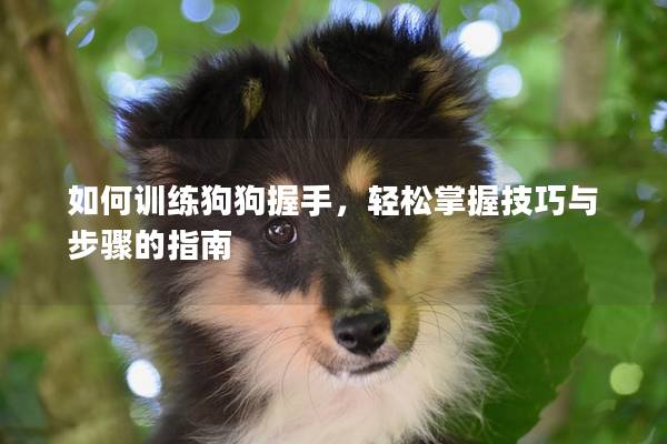 如何訓練狗狗握手，輕松掌握技巧與步驟的指南