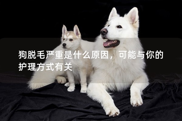 狗脫毛嚴重是什么原因，可能與你的護理方式有關