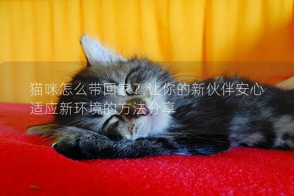 貓咪怎么帶回家？讓你的新伙伴安心適應新環境的方法分享