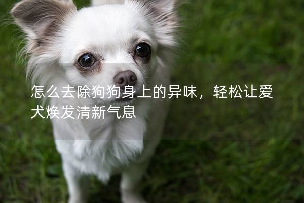 怎么去除狗狗身上的異味，輕松讓愛犬煥發(fā)清新氣息