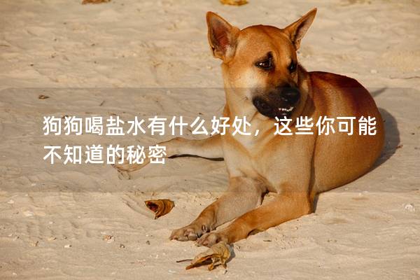 狗狗喝鹽水有什么好處，這些你可能不知道的秘密