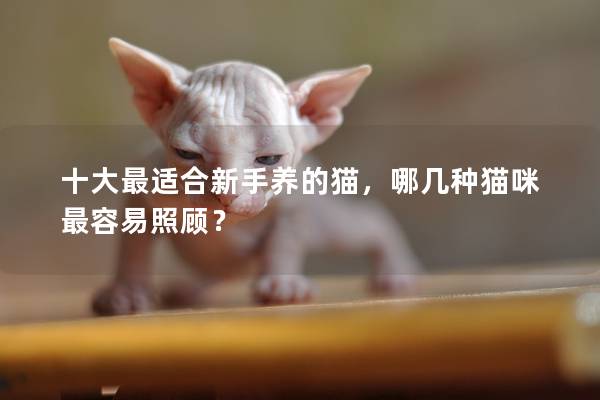 十大最適合新手養的貓，哪幾種貓咪最容易照顧？