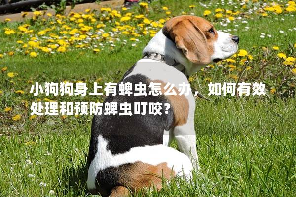 小狗狗身上有蜱蟲怎么辦，如何有效處理和預防蜱蟲叮咬？