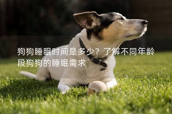 狗狗睡眠時間是多少？了解不同年齡段狗狗的睡眠需求
