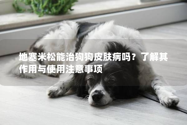 地塞米松能治狗狗皮膚病嗎？了解其作用與使用注意事項