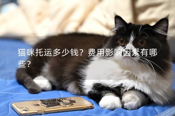 貓咪托運多少錢？費用影響因素有哪些？