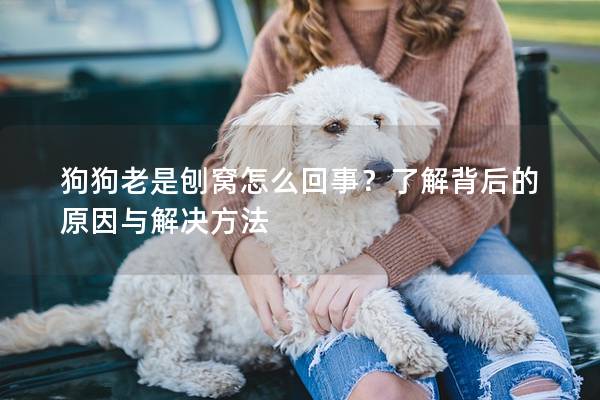 狗狗老是刨窩怎么回事？了解背后的原因與解決方法