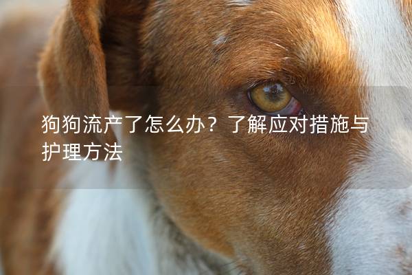 狗狗流產了怎么辦？了解應對措施與護理方法