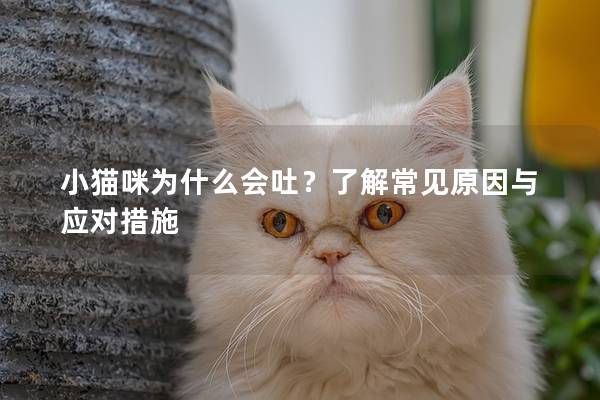 小貓咪為什么會(huì)吐？了解常見原因與應(yīng)對(duì)措施