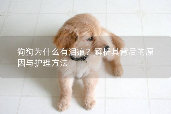 狗狗為什么有淚痕？解析其背后的原因與護(hù)理方法