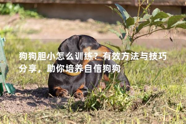 狗狗膽小怎么訓練？有效方法與技巧分享，助你培養自信狗狗