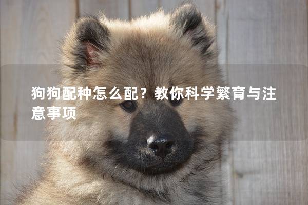 狗狗配種怎么配？教你科學(xué)繁育與注意事項