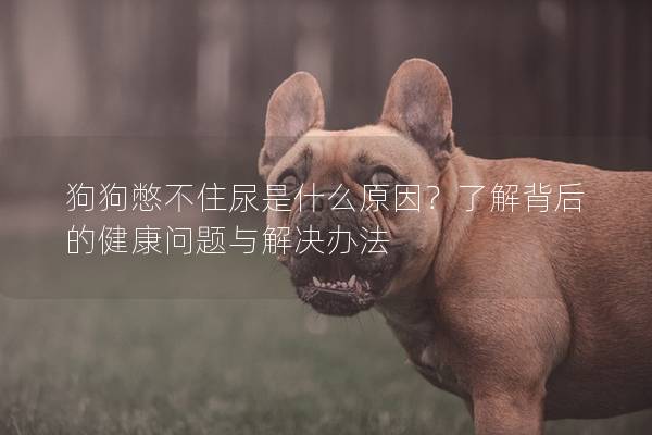 狗狗憋不住尿是什么原因?了解背后的健康問題與解決辦法 狗狗憋不住尿是什么原因?了解背后的健康問題與解決辦法
