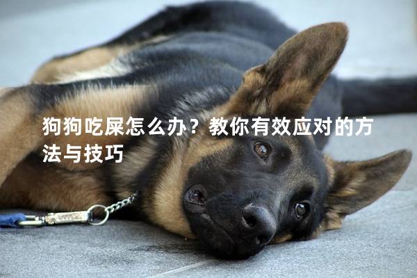 狗狗吃屎怎么辦？教你有效應對的方法與技巧