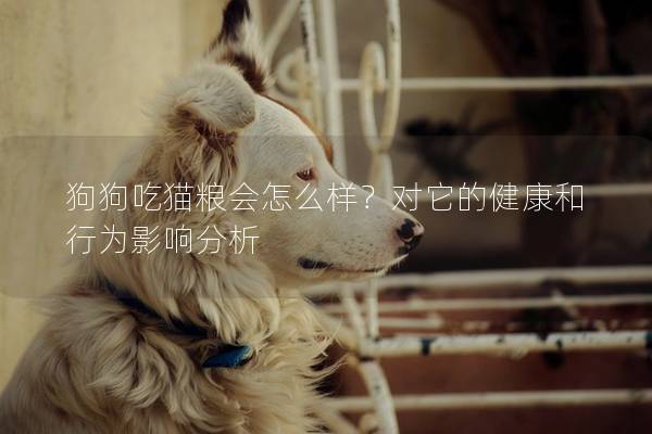 狗狗吃貓糧會(huì)怎么樣?對(duì)它的健康和行為影響分析