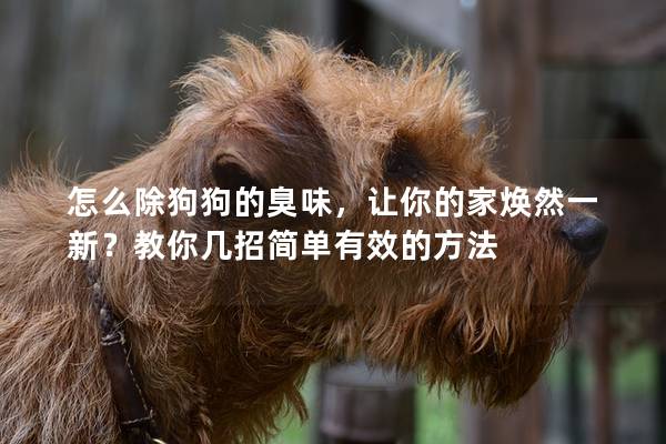 怎么除狗狗的臭味，讓你的家煥然一新？教你幾招簡(jiǎn)單有效的方法