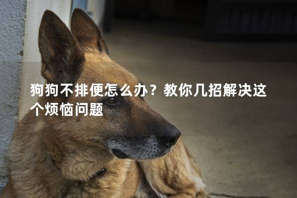 狗狗不排便怎么辦？教你幾招解決這個煩惱問題