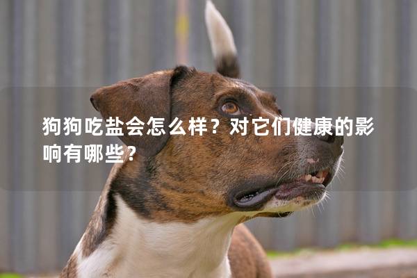 狗狗吃鹽會怎么樣？對它們健康的影響有哪些？