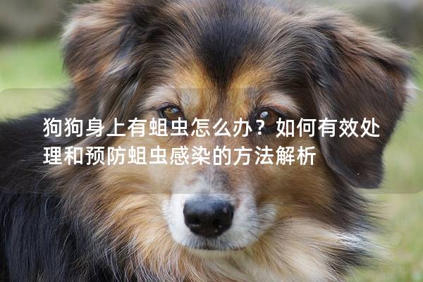 狗狗身上有蛆蟲怎么辦？如何有效處理和預防蛆蟲感染的方法解析