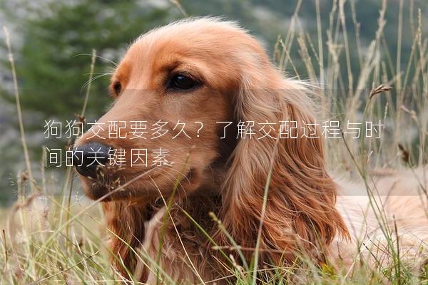 狗狗交配要多久？了解交配過程與時間的關鍵因素