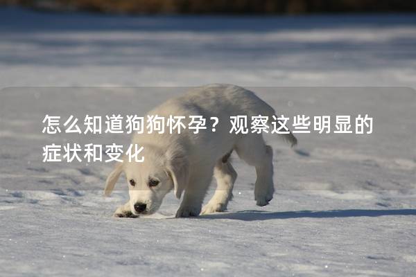 怎么知道狗狗懷孕？觀察這些明顯的癥狀和變化