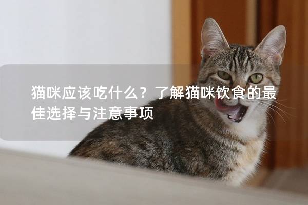 貓咪應(yīng)該吃什么？了解貓咪飲食的最佳選擇與注意事項(xiàng)