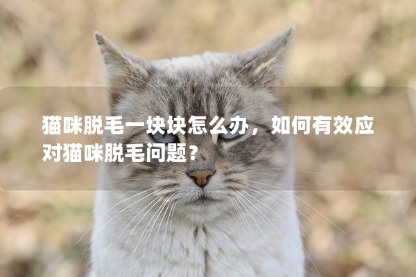 貓咪脫毛一塊塊怎么辦，如何有效應對貓咪脫毛問題？