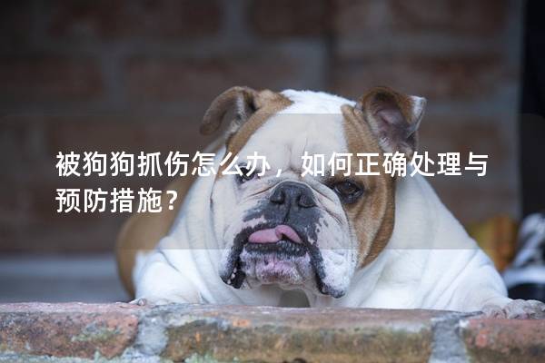 被狗狗抓傷怎么辦，如何正確處理與預防措施？