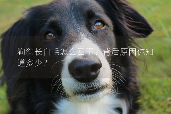 狗狗長白毛怎么回事？背后原因你知道多少？