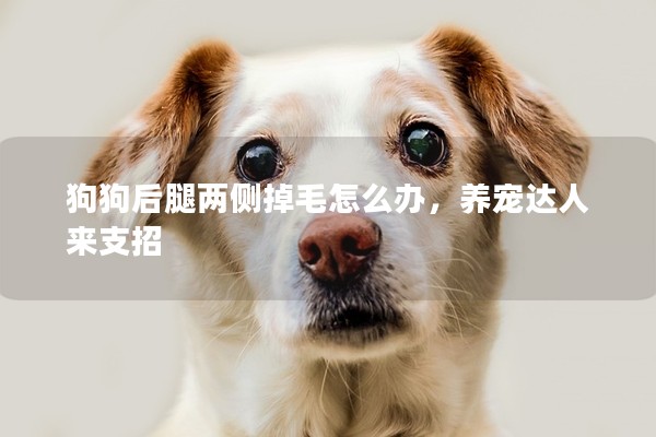 狗狗后腿兩側掉毛怎么辦,養寵達人來支招 狗狗后腿兩側掉毛怎么辦,養寵達人來支招