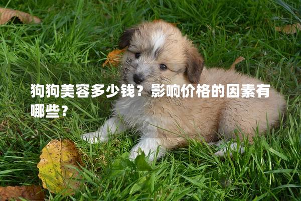 狗狗美容多少錢？影響價格的因素有哪些？