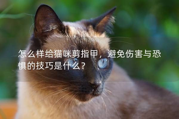 怎么樣給貓咪剪指甲，避免傷害與恐懼的技巧是什么？