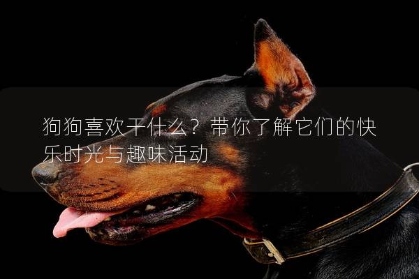 狗狗喜歡干什么？帶你了解它們的快樂時光與趣味活動