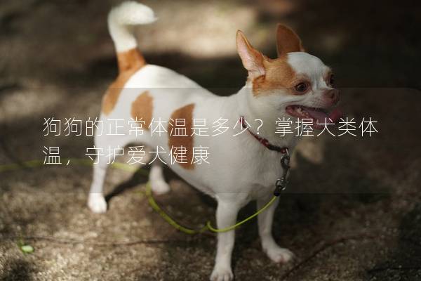 狗狗的正常體溫是多少？掌握犬類體溫，守護愛犬健康