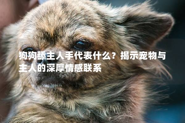 狗狗舔主人手代表什么？揭示寵物與主人的深厚情感聯系